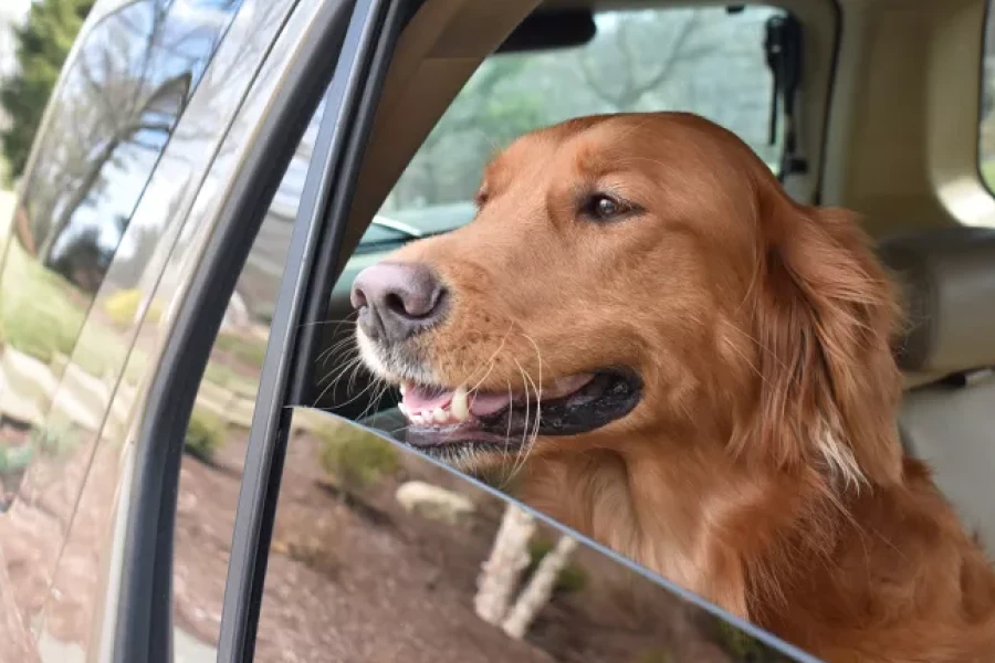 Best Washable Back Seat Covers for Dogs