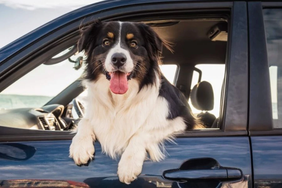 Best Washable Back Seat Covers for Dogs